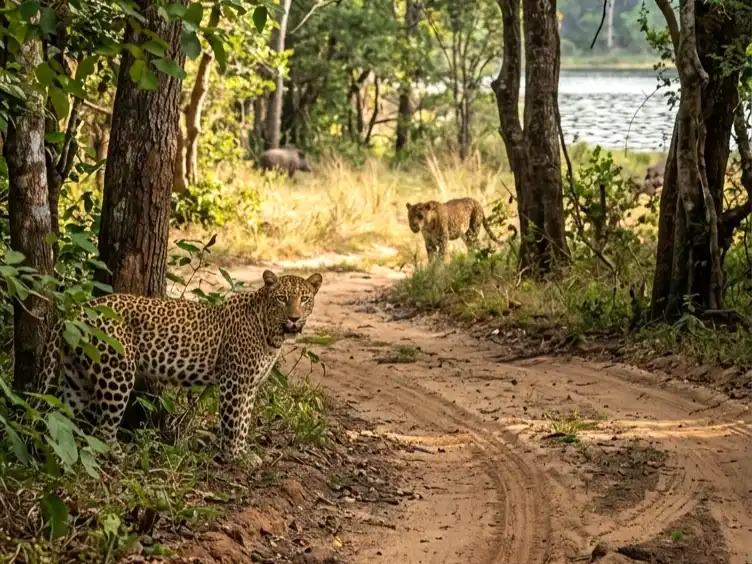 Wilpattu National Park