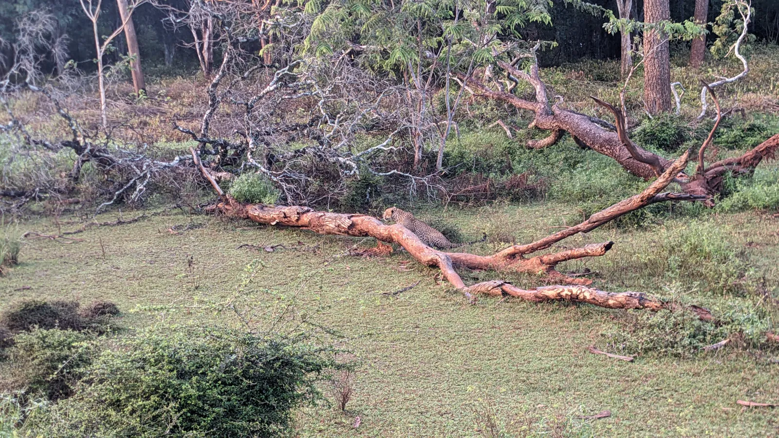 Guided Yala National Park Full day/Half day Safari