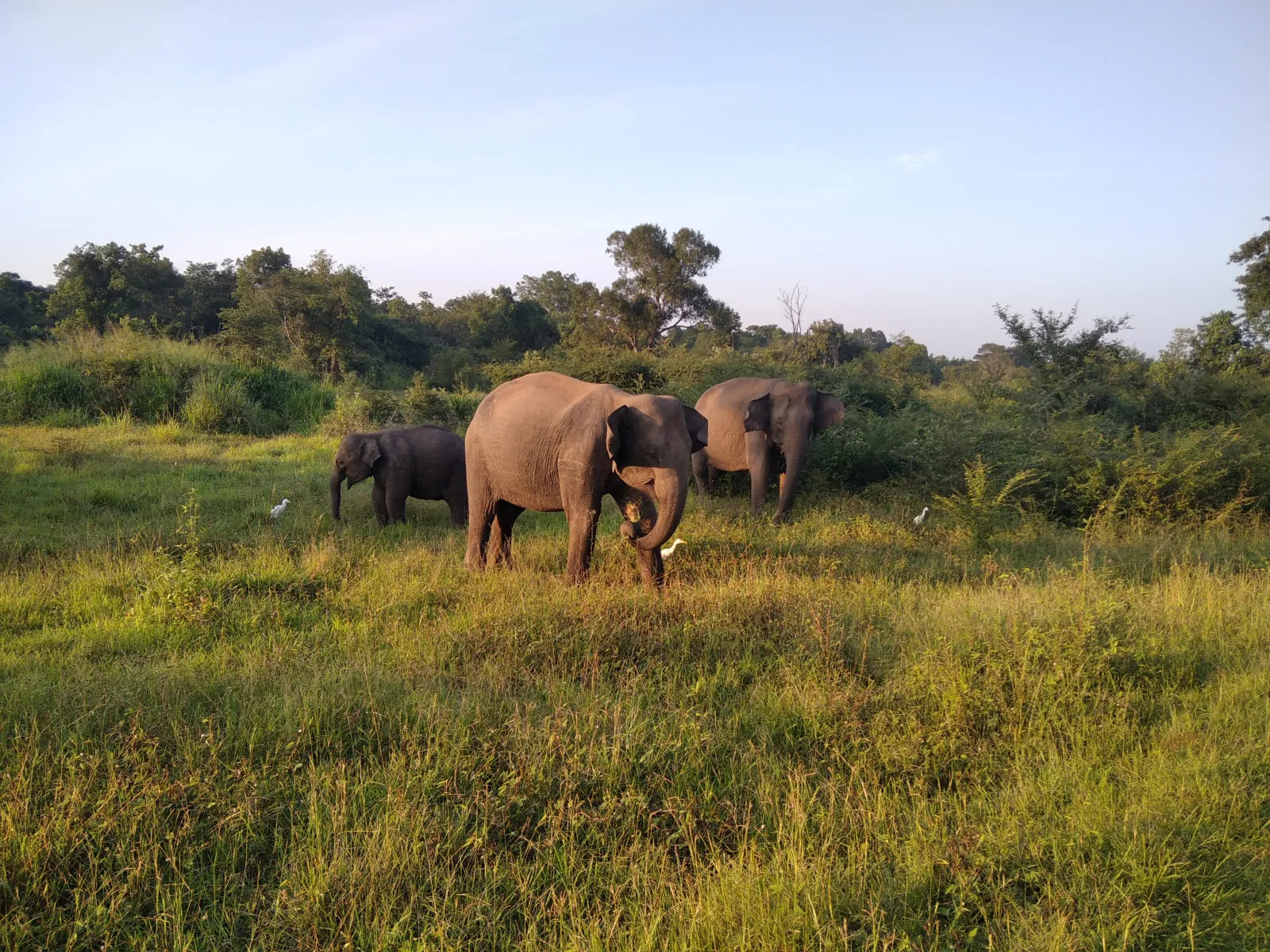 Guided Udawalawa National park Full Day / Half Day Safari