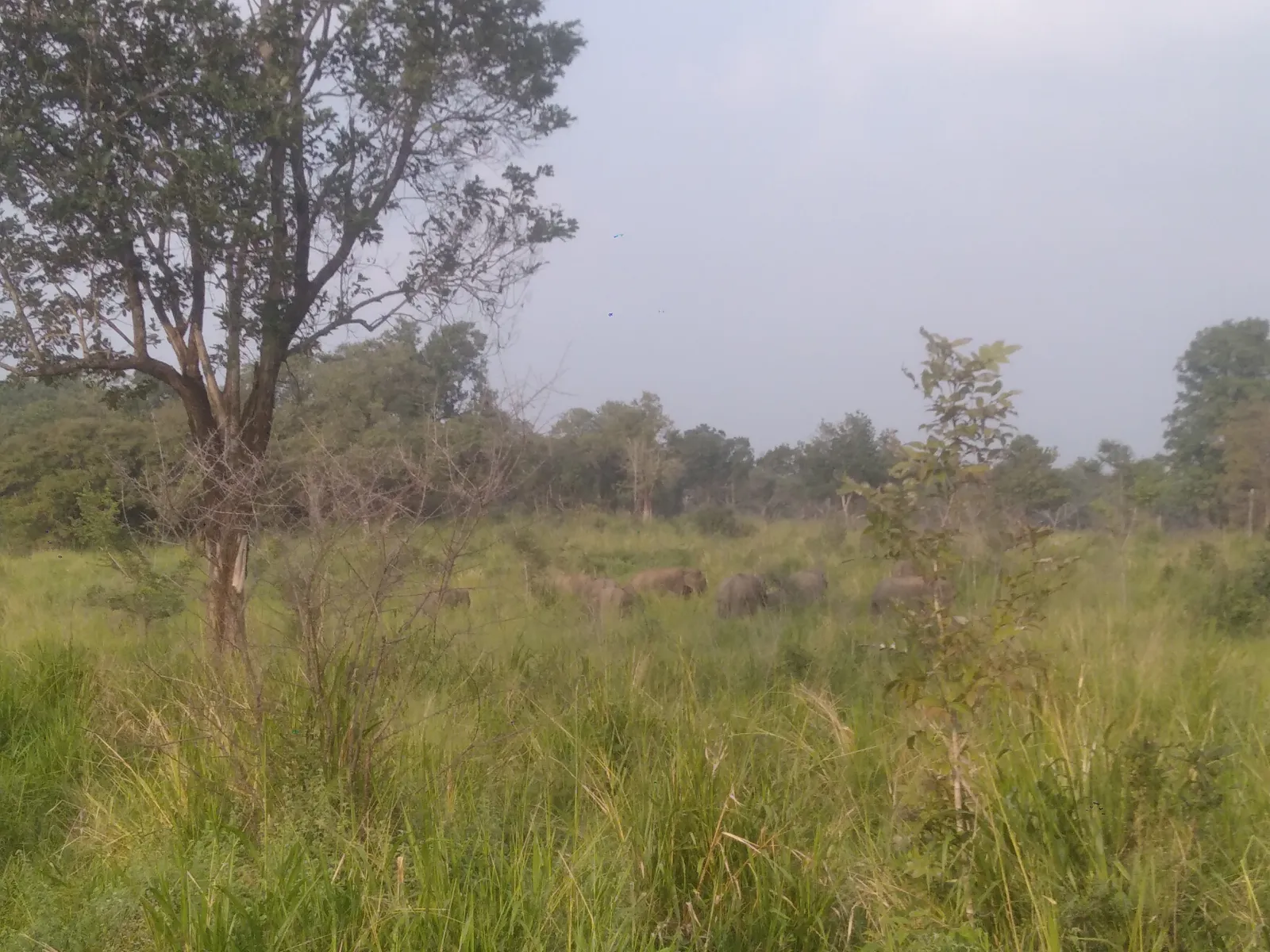 Guided  Hurulu Eco park Half Day Safari 