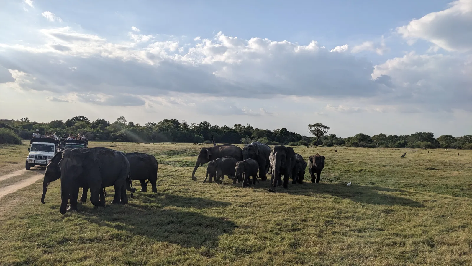 Guided Kaudulla National Park Full Half day Safari