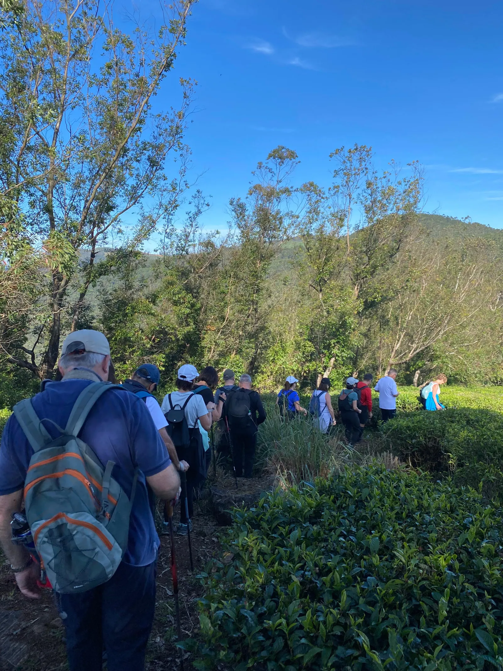 Single Tree Hill Hiking