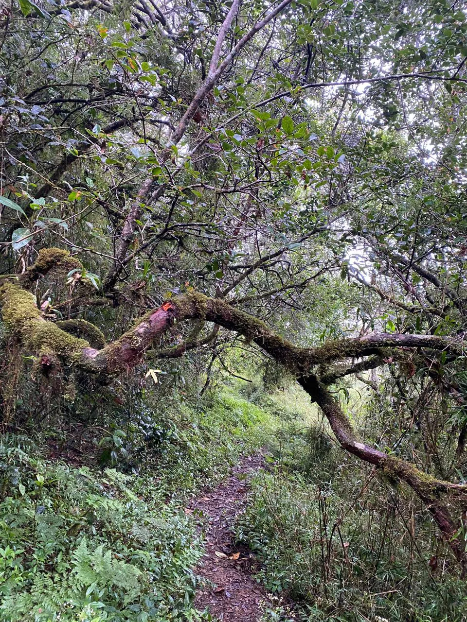 Birdwatching in Thangamalee sanctuary 