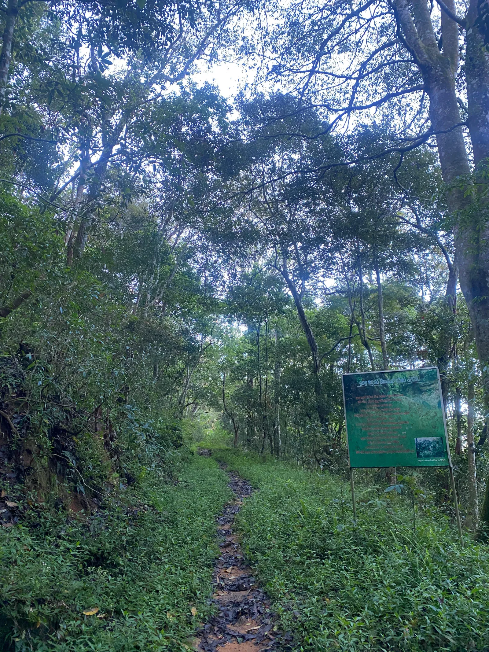 Birdwatching in Black Forest Haputhale