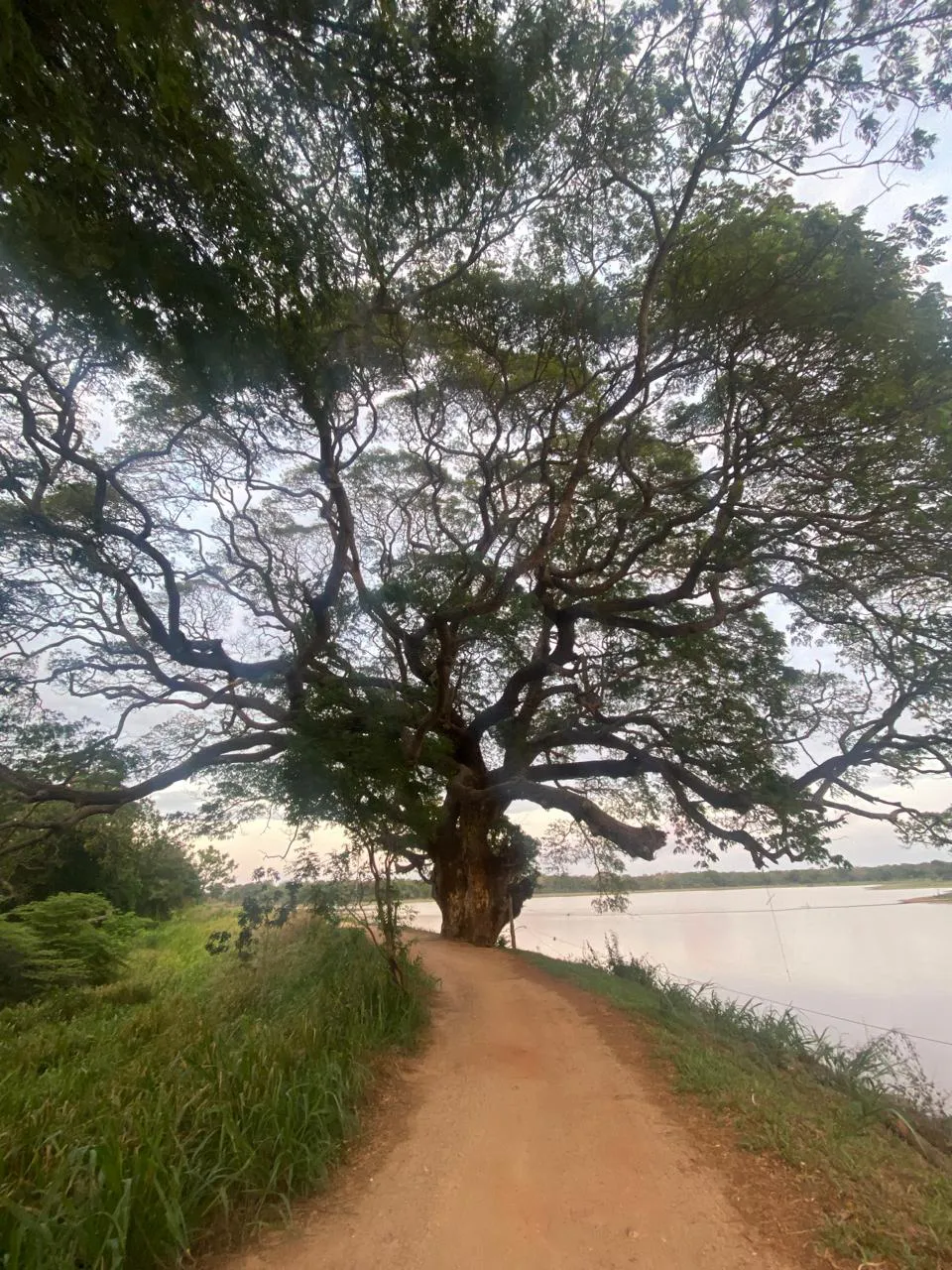 Birdwatching in outboard of Wilpattu National Park
