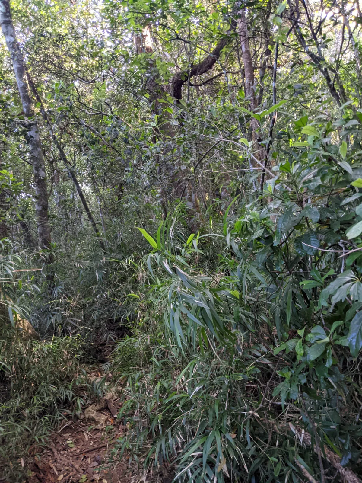 Birdwatching in Galwaysland Park