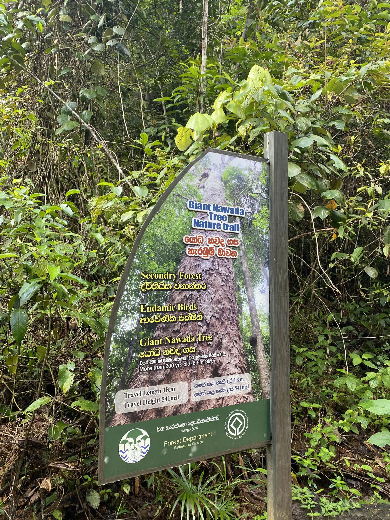 Sinharaja forest kudawa - Giant Nawada Tree Nature Trail Hiking