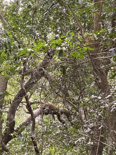 Srilankan Leopard  – Dony Reisen guided nature tour photo