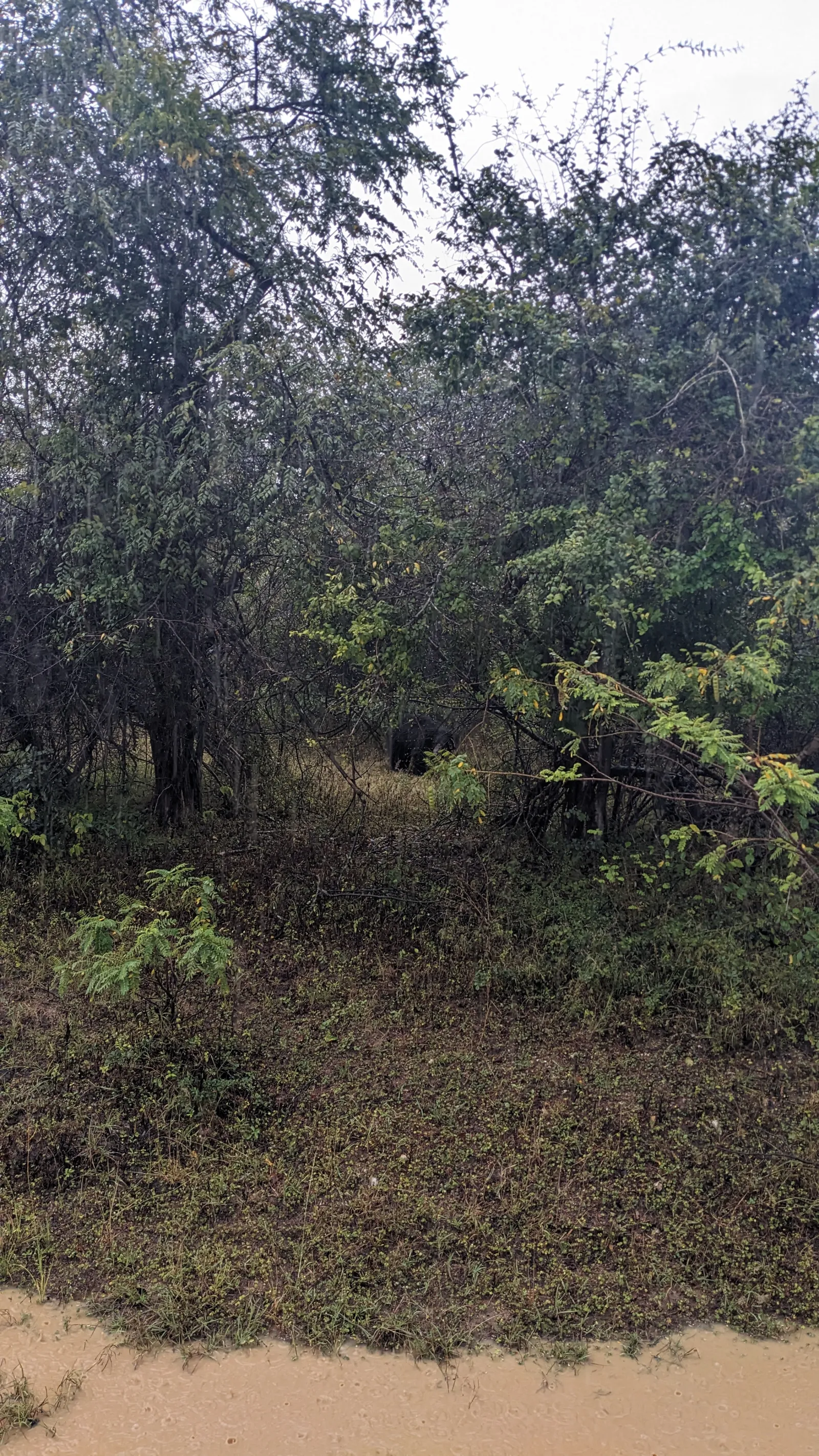 Guided Yala National Park Full day/Half day Safari 3