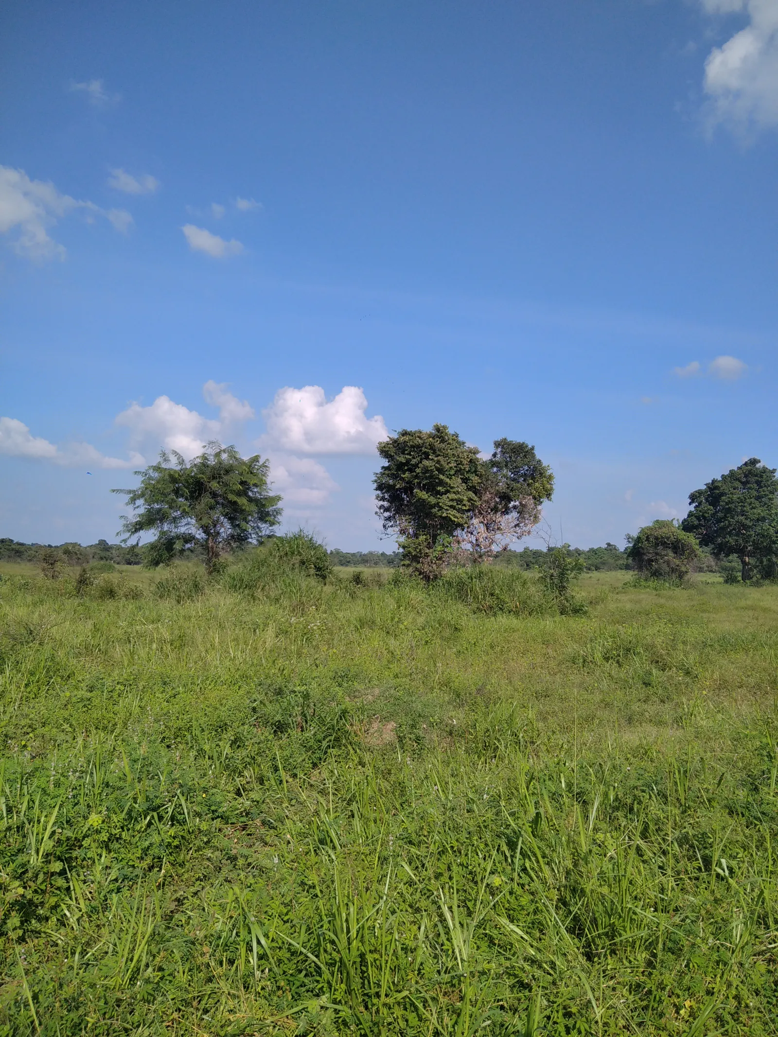 Guided Wasgamuwa National Park Full day/Half day Safari 3