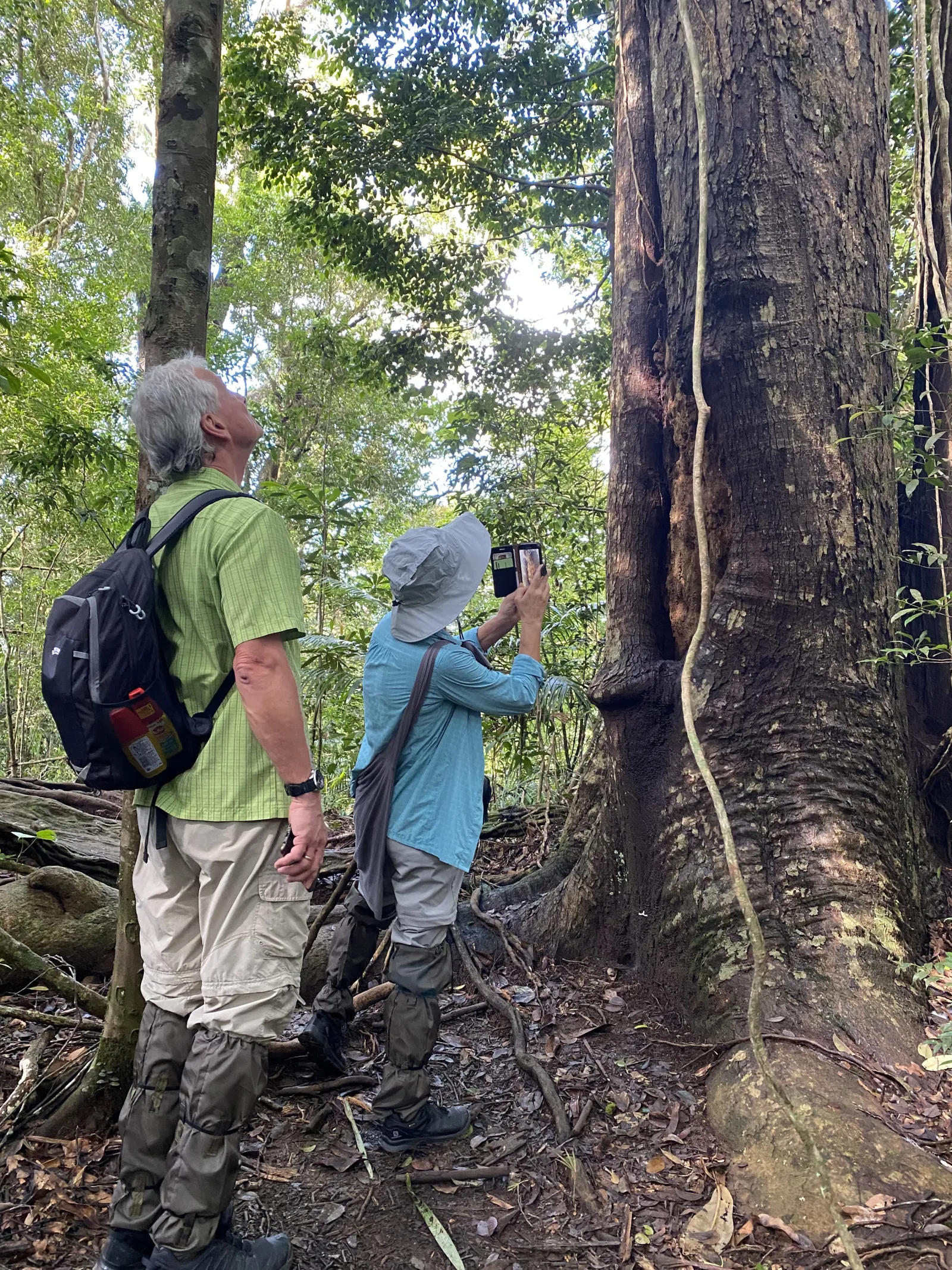 Sinharaja forest kudawa - Giant Nawada Tree Nature Trail Hiking  1