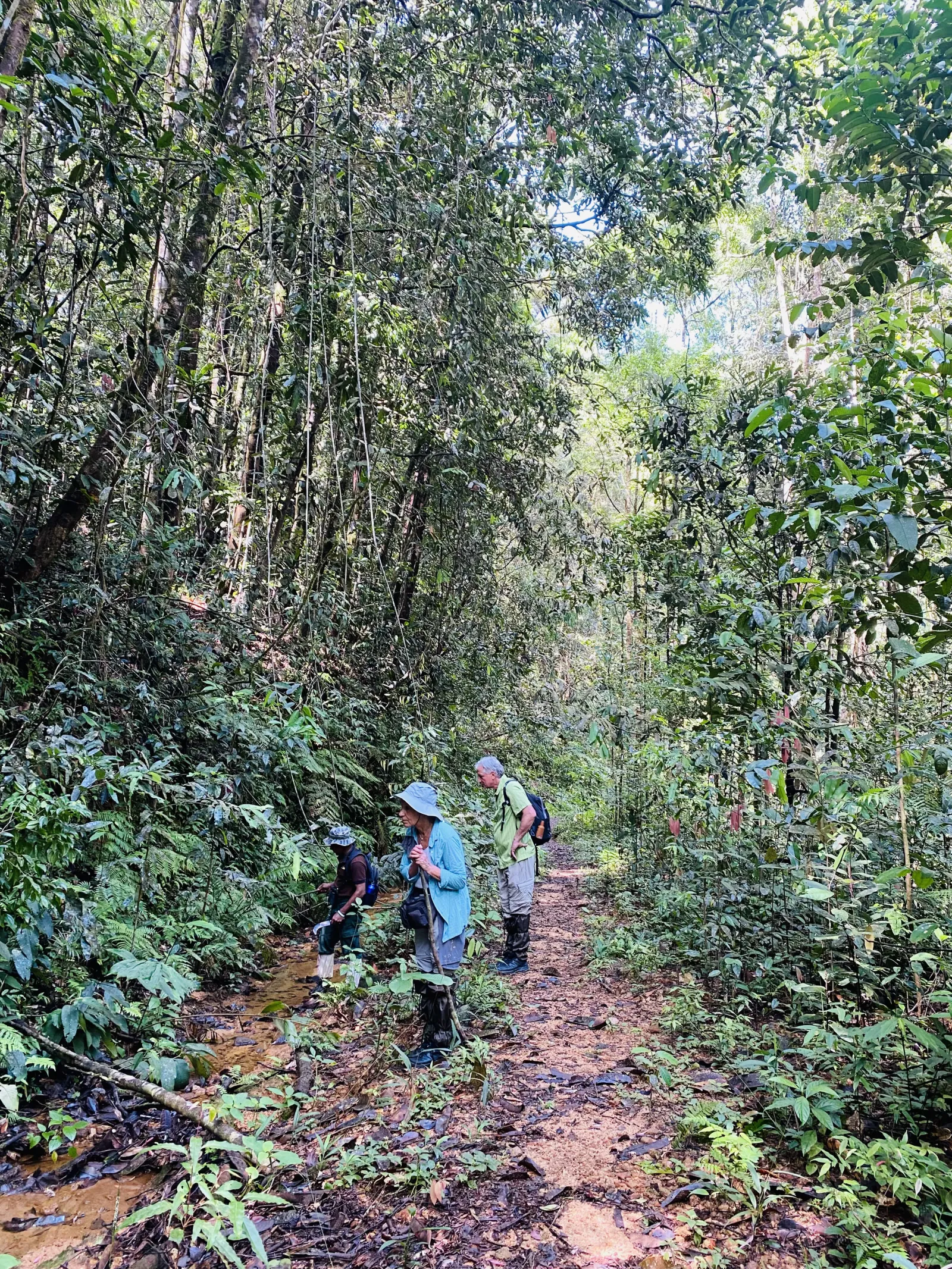 Sinharaja forest kudawa - Giant Nawada Tree Nature Trail Hiking  4