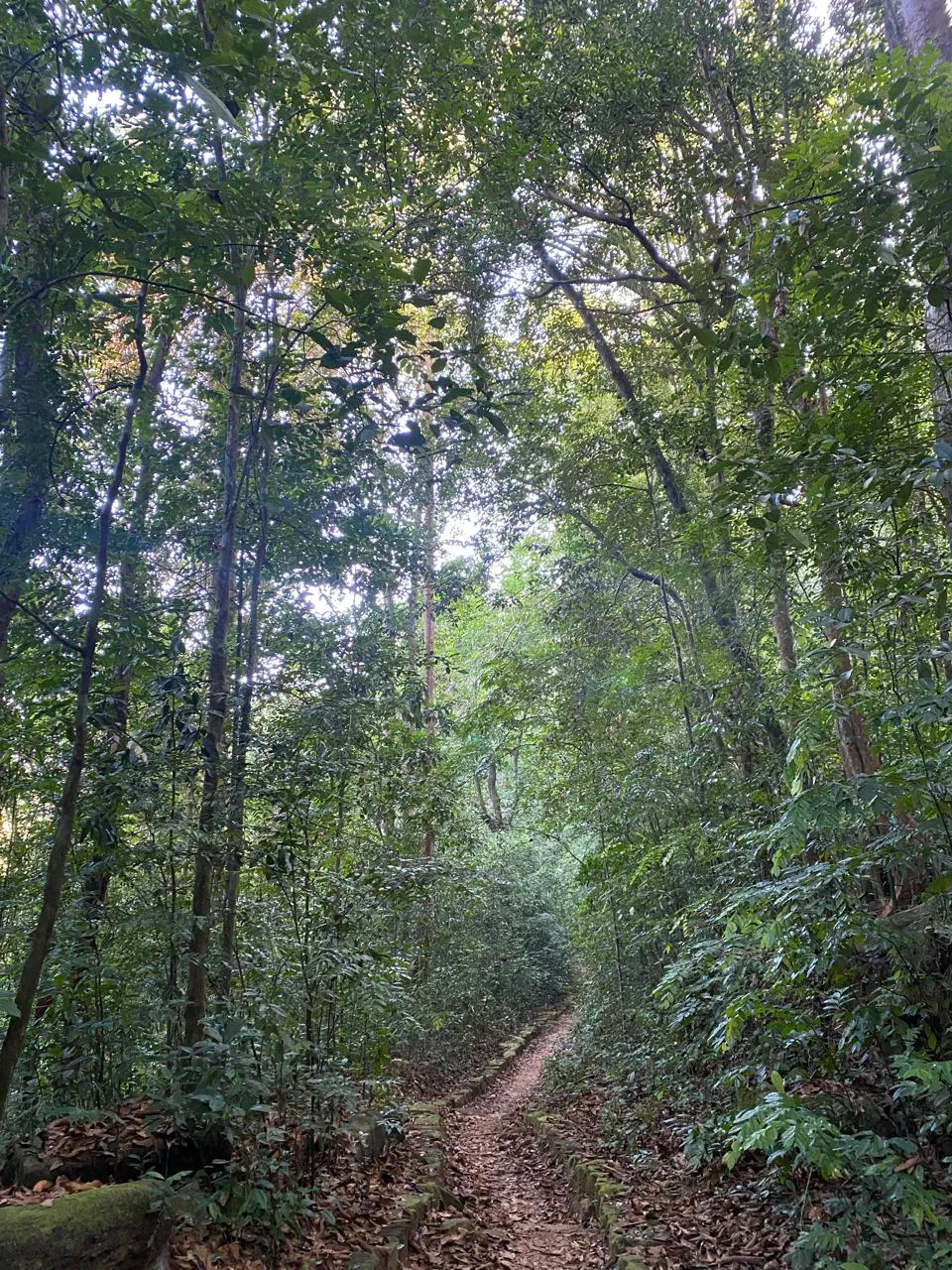 Makandawa Rain Forest Hiking 3
