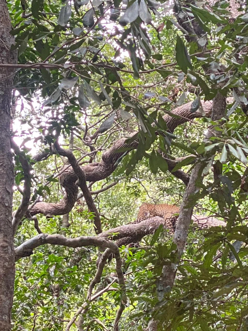 Guided Wilpattu National park Full Day / Half Day Safari  1