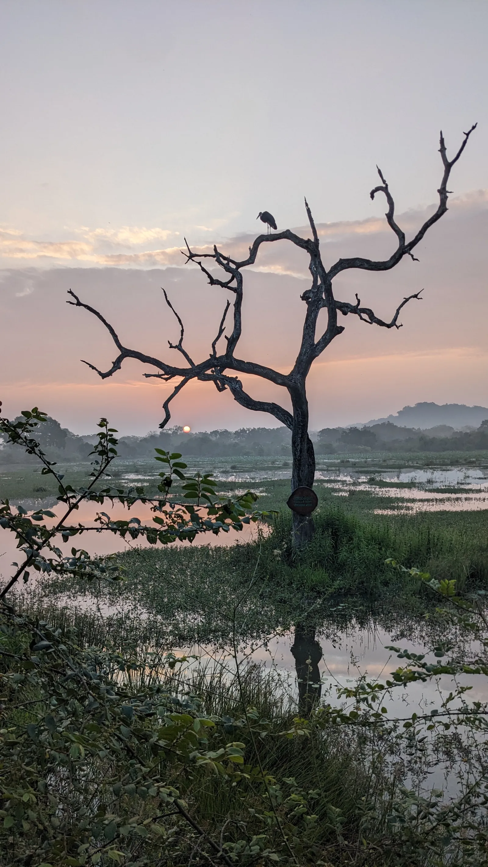 Guided Yala National Park Full day/Half day Safari 1
