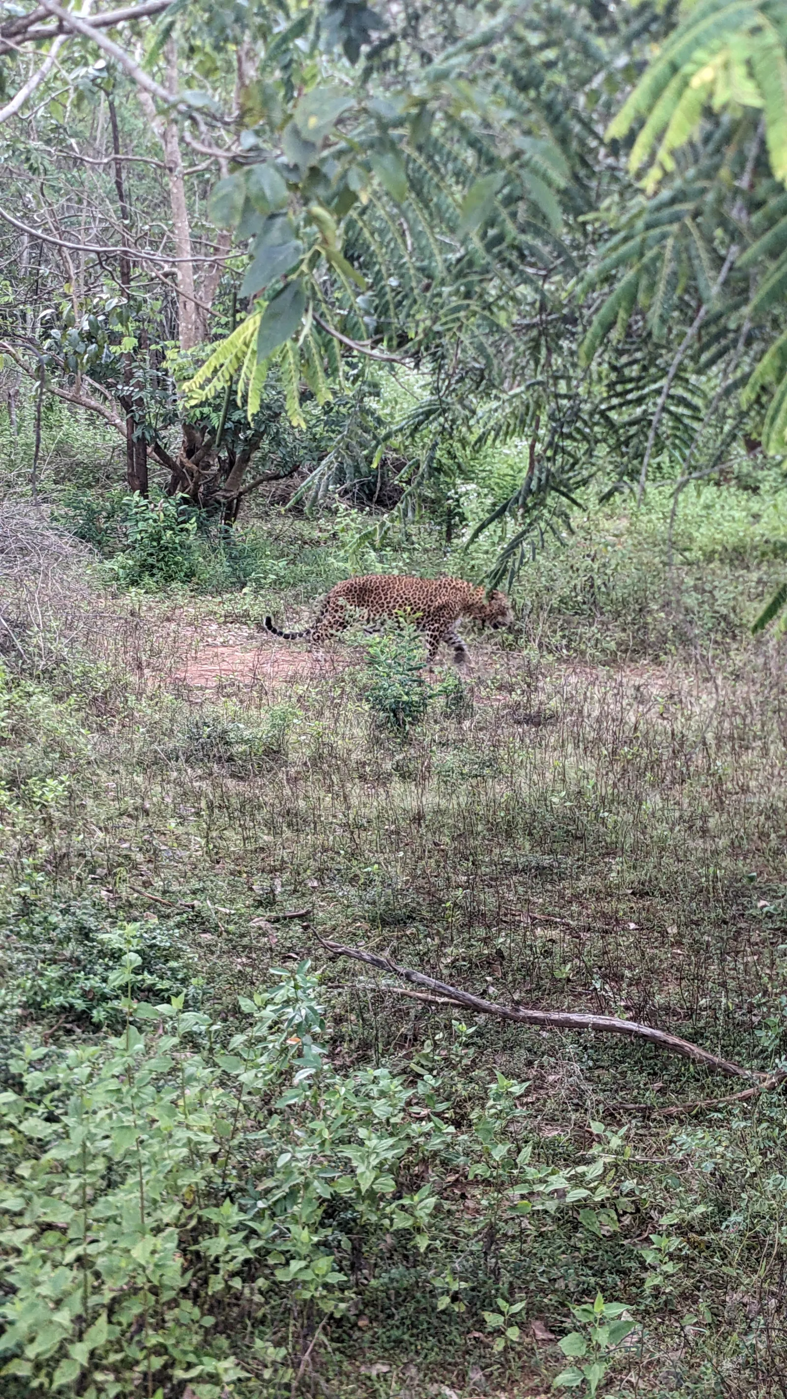 Guided Yala National Park Full day/Half day Safari 3