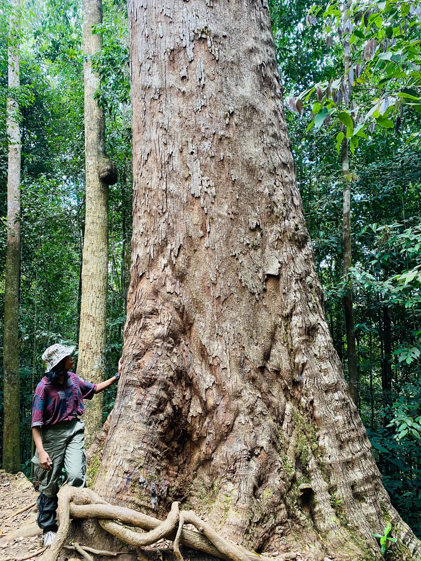 Sinharaja forest kudawa - Giant Nawada Tree Nature Trail Hiking  1