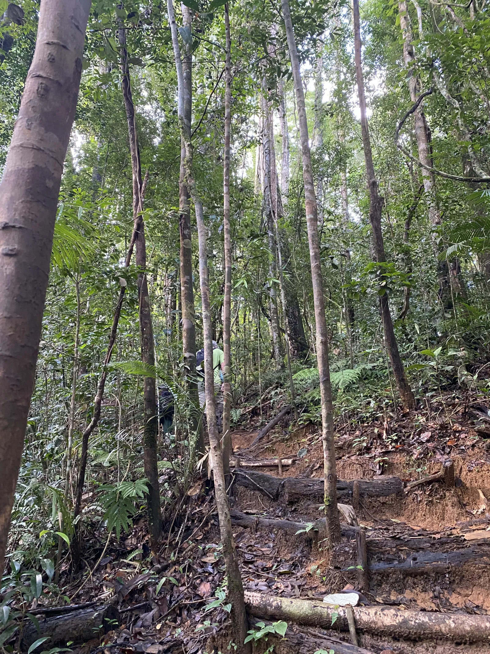 Sinharaja forest kudawa - Giant Nawada Tree Nature Trail Hiking  2