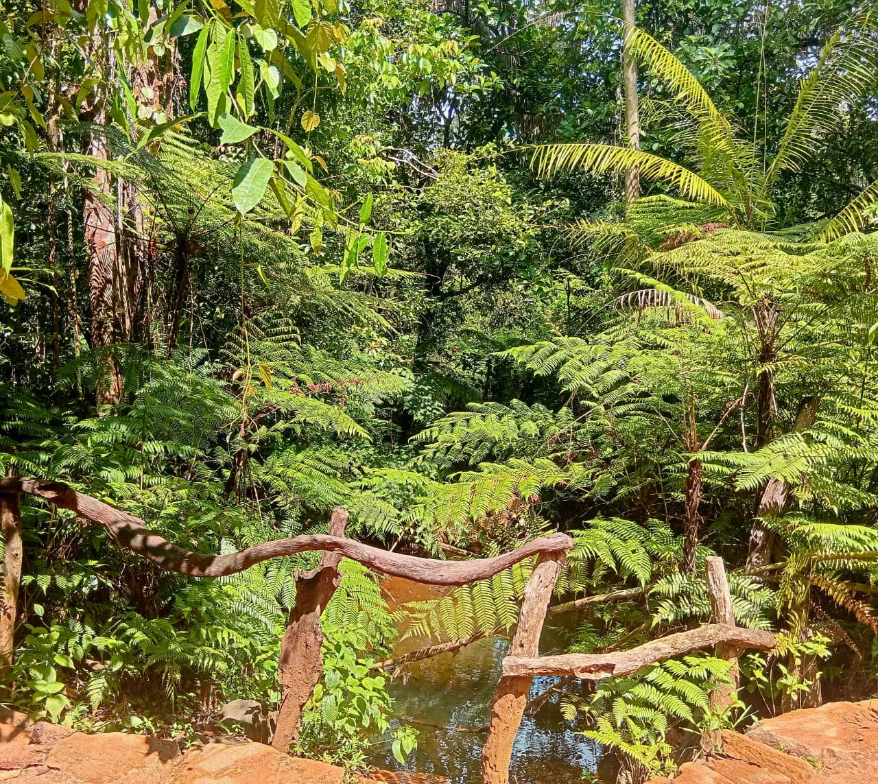 Mulawella Mountain Nature Trail 1