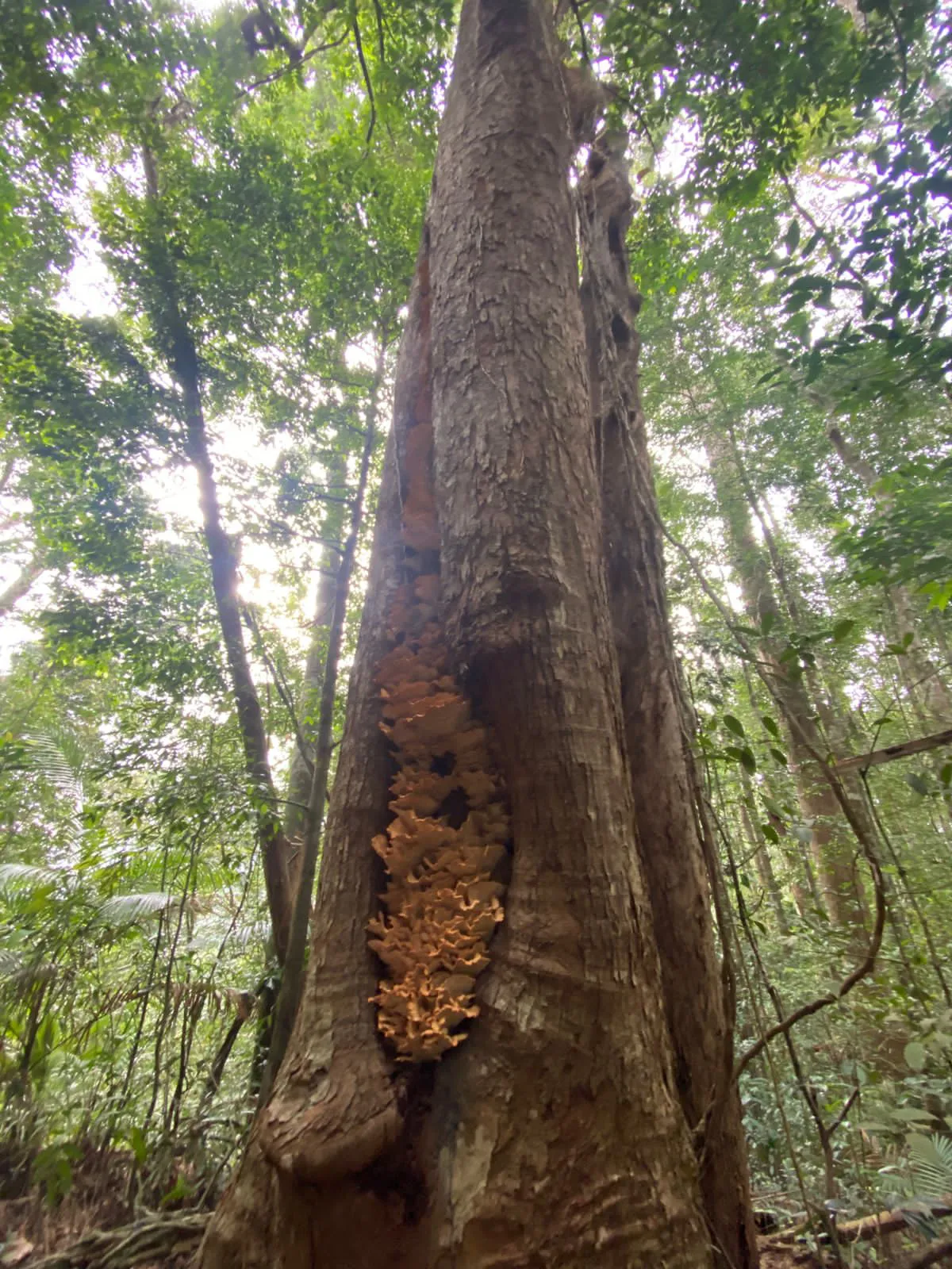 Mulawella Mountain Nature Trail 2