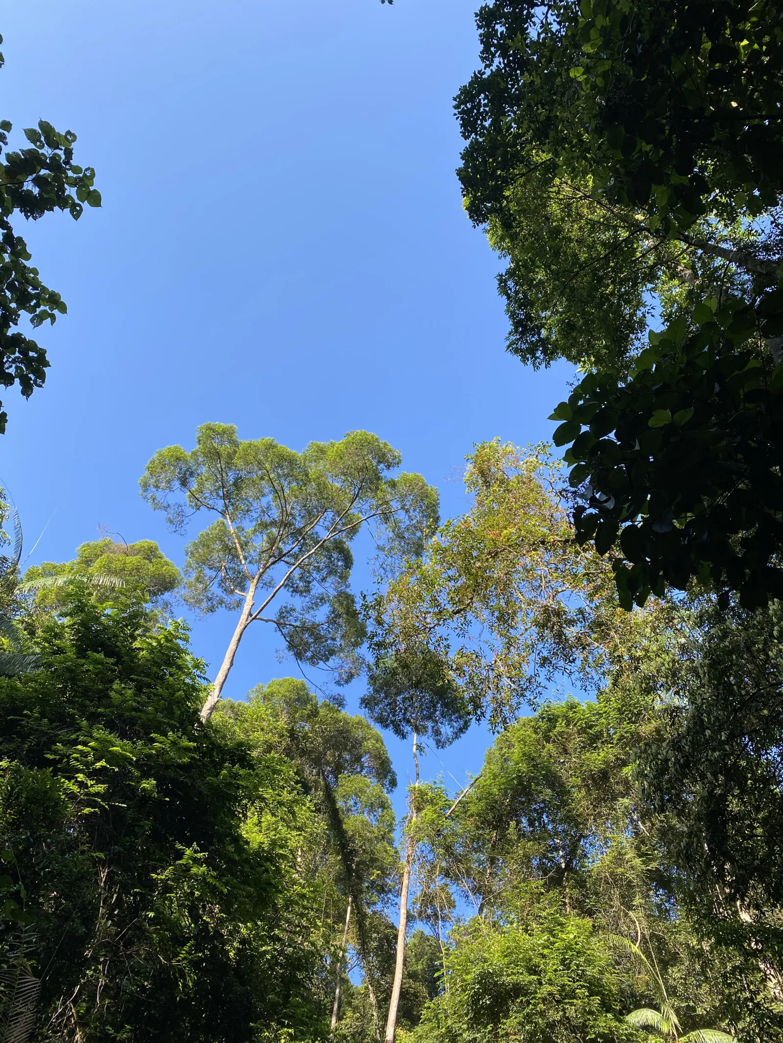 Mulawella Mountain Nature Trail 4