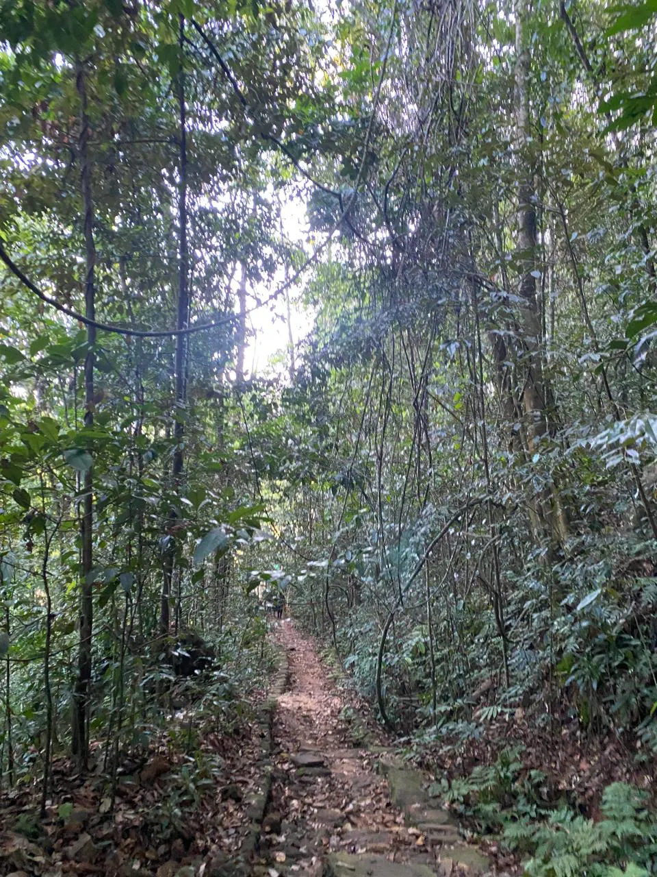 Makandawa Rain Forest Hiking 3
