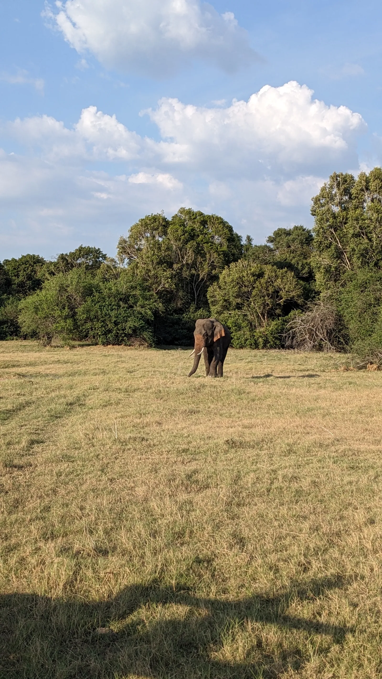 Guided Minneriya  National park Half Day Safari  1