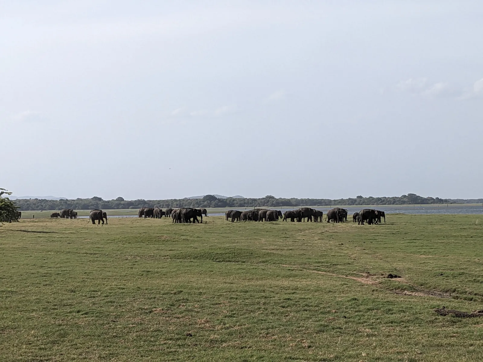 Guided Minneriya  National park Half Day Safari  3