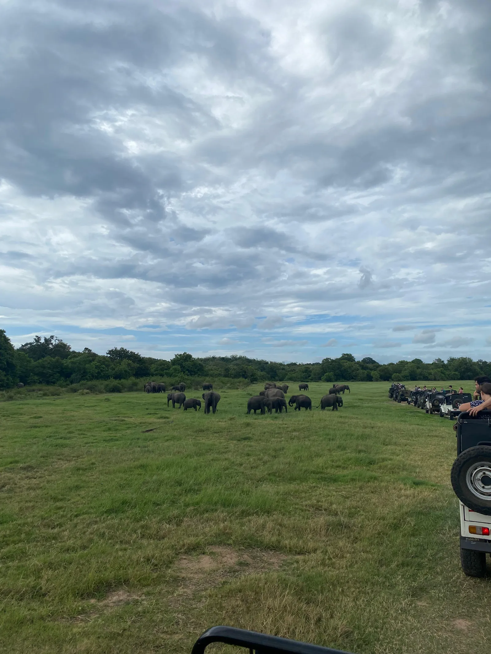 Guided Kaudulla  National Park Full Half day Safari 2