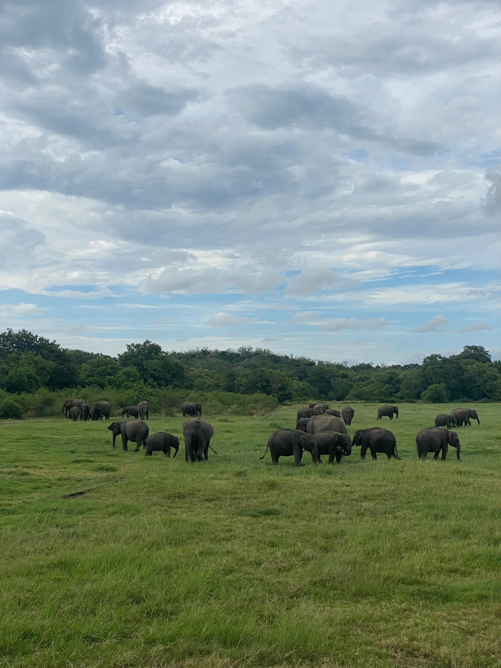 Guided Kaudulla  National Park Full Half day Safari 3