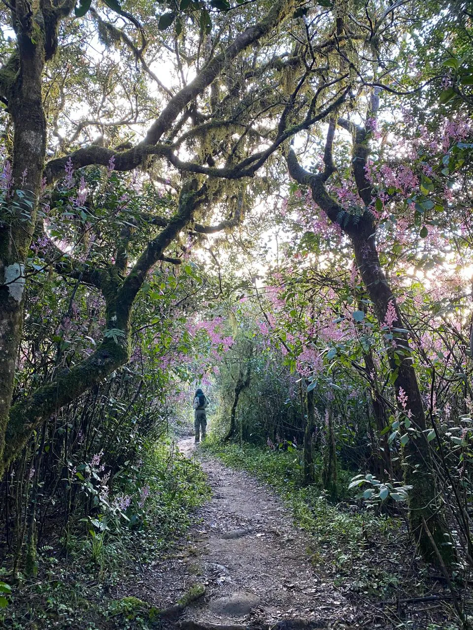 Thotupola Mountain Trekking in Horton Plains  1