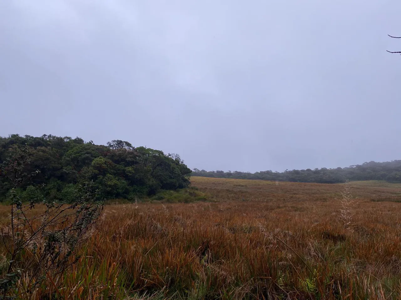 Kirigalpoththa Mountain Trekking in Horton Plains  2