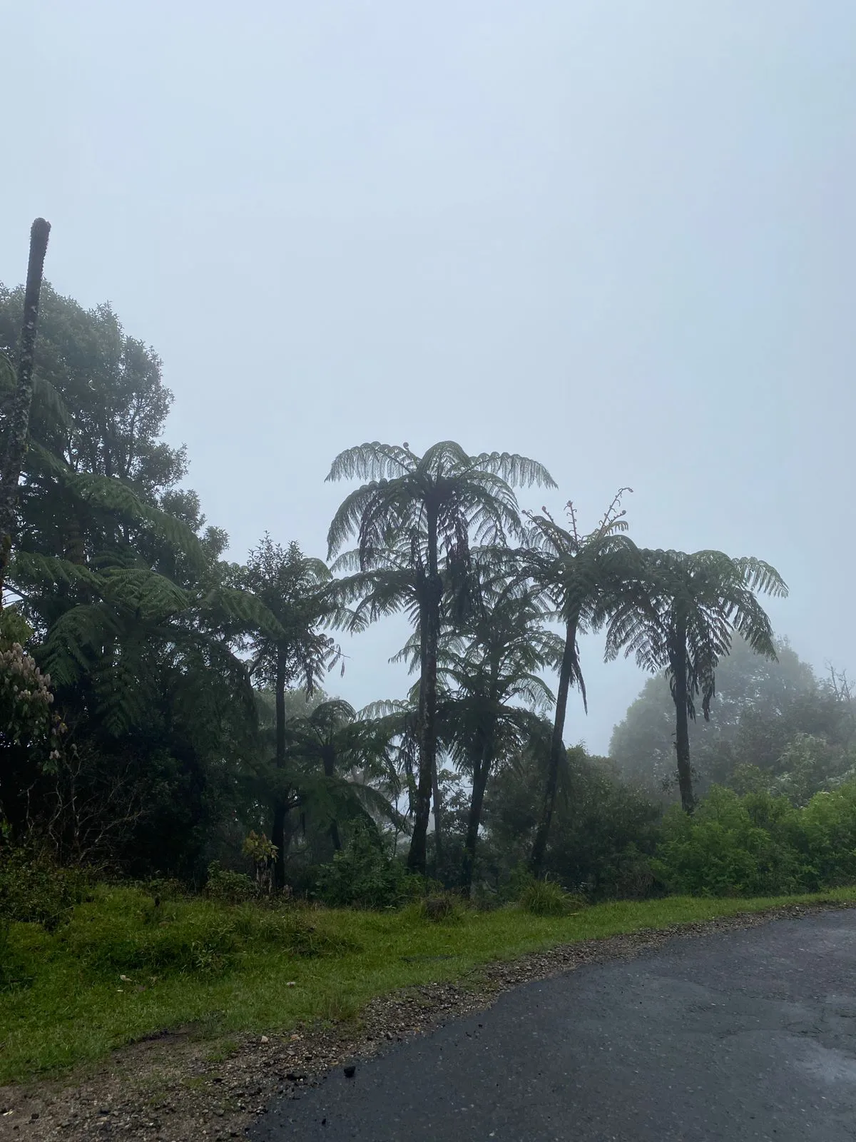 Kirigalpoththa Mountain Trekking in Horton Plains  3